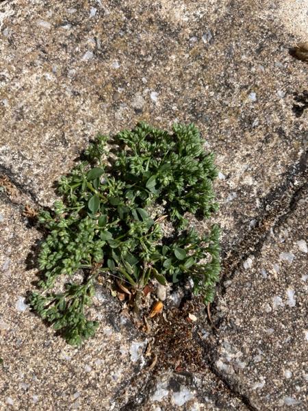 Kransmuur (Polycarpon tetraphyllum)